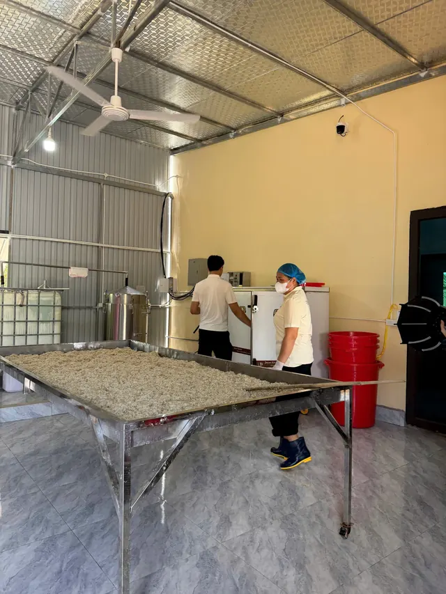 Cơm nếp trải đều trên bàn inox